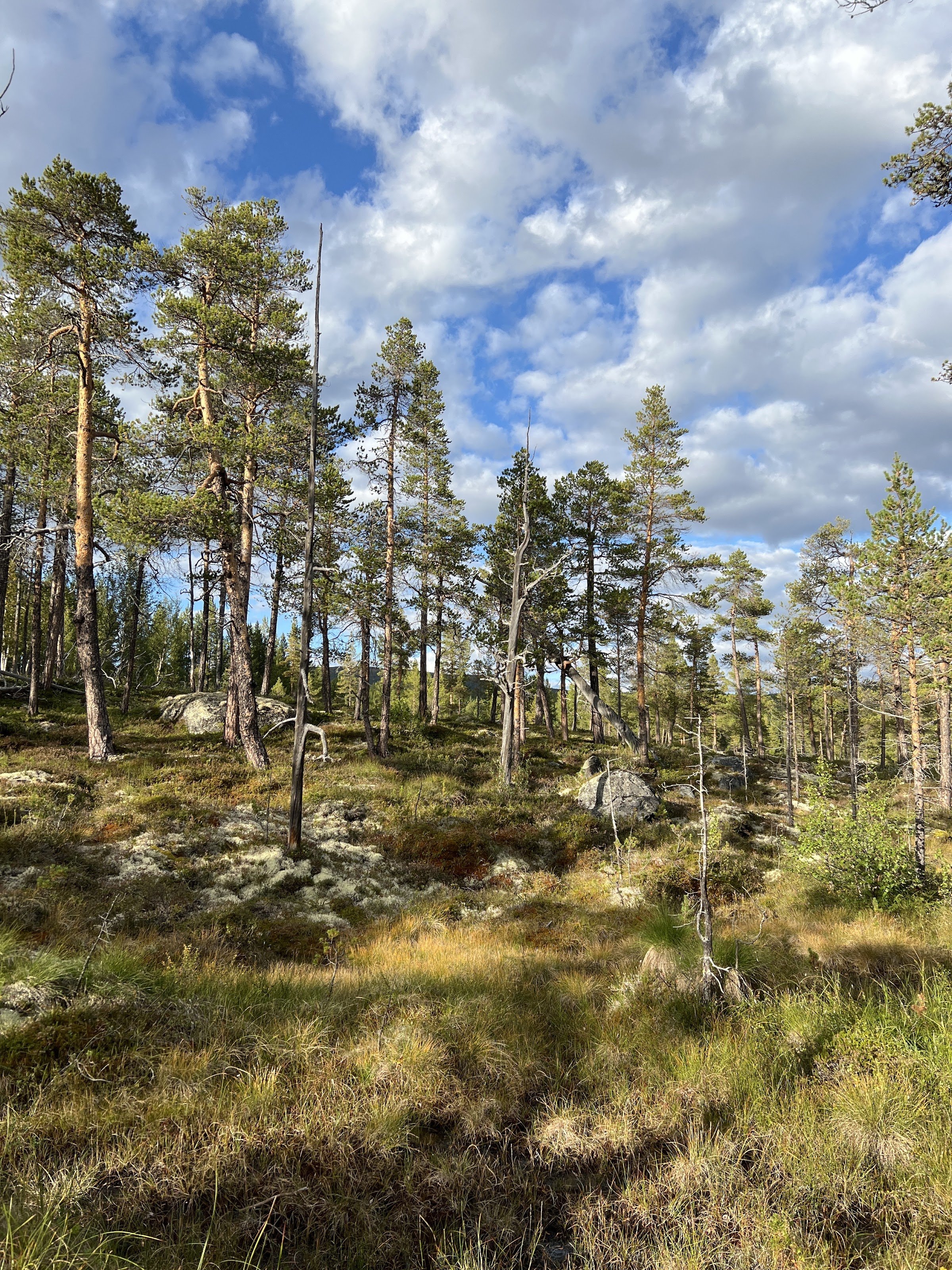 Ridderspranget (Randsverk)